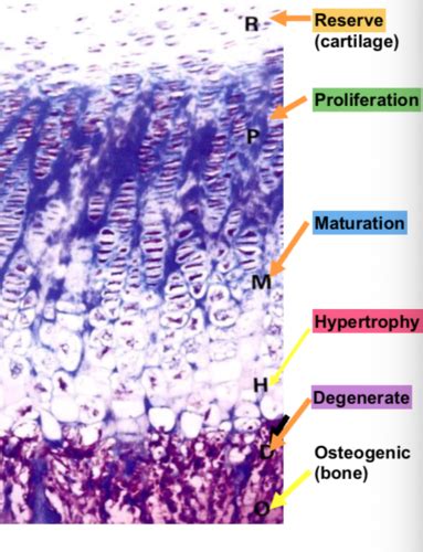 CARTILAGE Flashcards | Quizlet