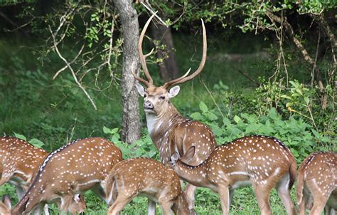 Exotic Game Animals in Texas | Cold Creek Ranch Texas