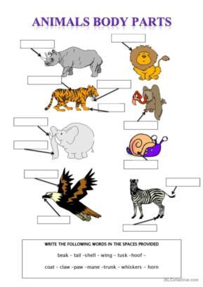 Animal Body Parts Coloring Pages