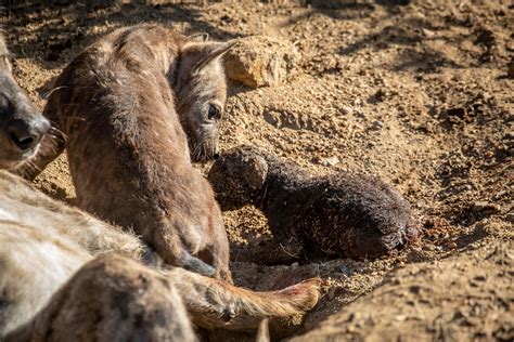 Hyena Birth – Moment of Magic - Africa Geographic