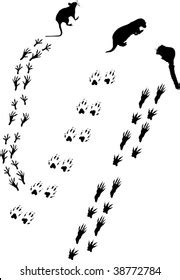 400 Rat footprint Images, Stock Photos & Vectors | Shutterstock