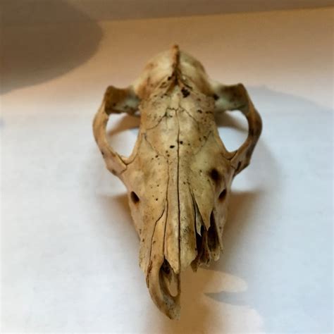 Virginia Opossum Skull (Didelphis virginiana) – Seashore to Forest Floor