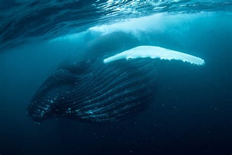 Humpback whale feed on Herring | George Karbus Photography