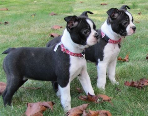 Boston Terrier Boxer Mix Puppies - Pets Lovers