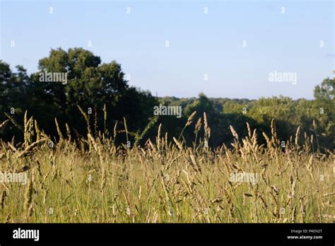 field of tall grass Stock Photo - Alamy