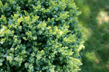 Choosing Companion Plants for Your Boxwood | DoItYourself.com