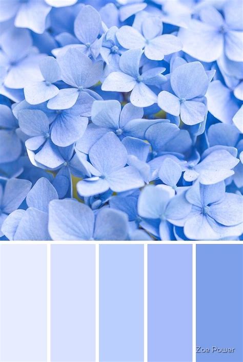 "Pastel blue Hydrangea Colour Palette" by Zoe Power | Redbubble | Color palette design, Pastel ...