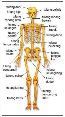 KERANGKA MANUSIA BESERTA PENJELASANNYA | Sistem tubuh manusia, Manusia, Tubuh manusia