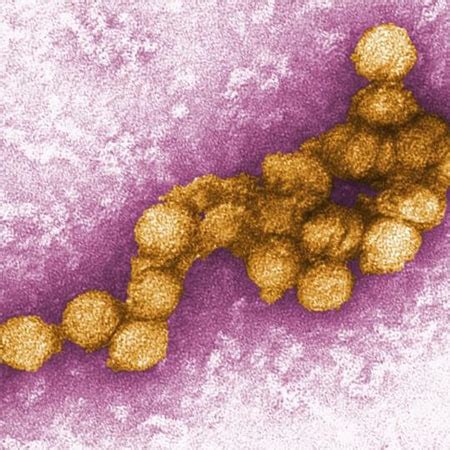 Flaviviridae | Viral Hemorrhagic Fevers (VHFs) | CDC