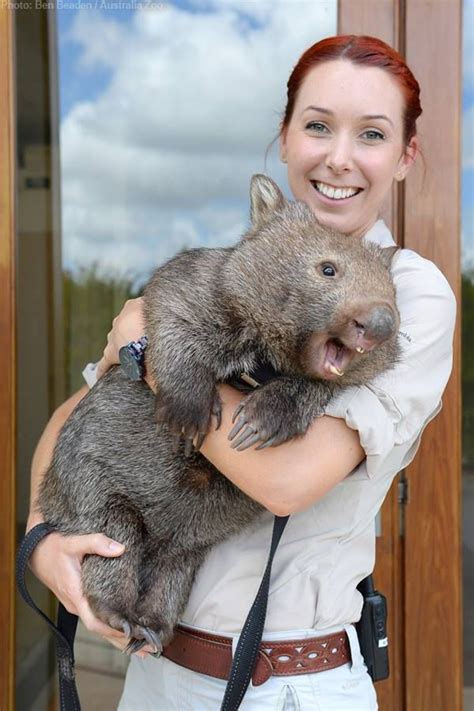 Wombats Have Butts That Are Made Up Of Mostly Cartilage In Order To ...