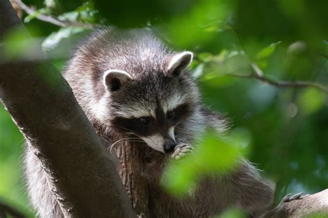 common raccoon by Werner Lippert / 500px