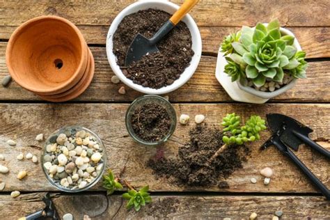 The Best Succulent Soil Mix: An Expert Guide and Buying Options