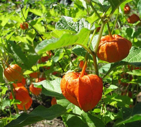 Physalis alkekengi var. franchetti - Friends of Harkness