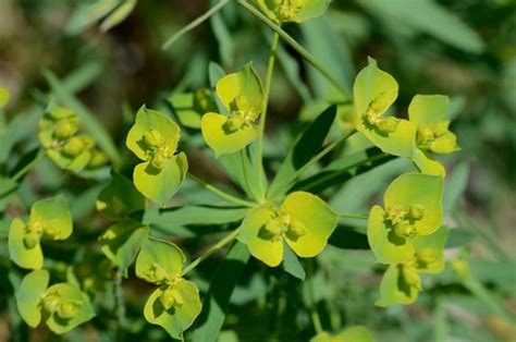 Euphorbia esula - Alchetron, The Free Social Encyclopedia