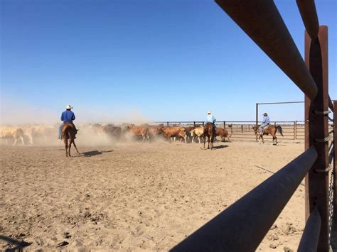 Life on an Outback Cattle Station – A Unique Lifestyle