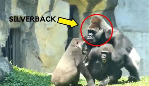 Silverback Gorilla Intervenes In a Fight Between Troop Members