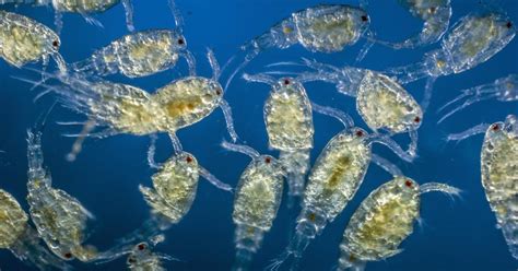 Plankton Nedir? - Coğrafya Terimleri - Coğrafi Blog