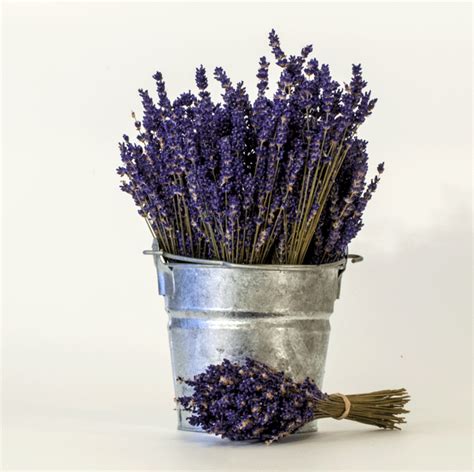 Dried Lavender Bouquets - English | Victorias Lavender