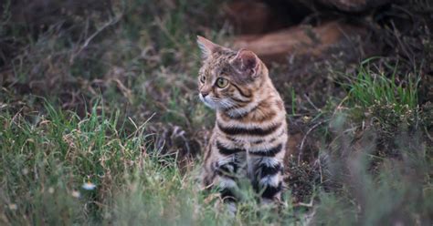 Cet adorable chat est le plus dangereux au monde - Société - Wamiz