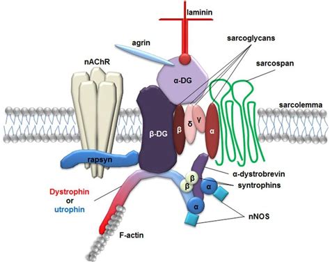 2. The dystrophin glycoprotein complex in the skeletal muscle. The ...