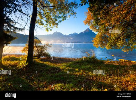 Wolfgang lake, Austria, Europe, Salzburg, lake, lake shore, trees, autumn, mountains, morning ...