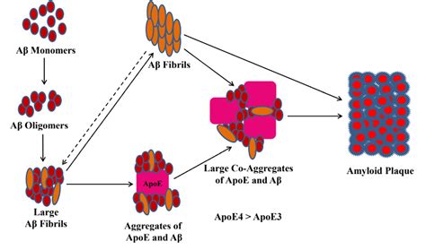 Apolipoprotein E | Semantic Scholar