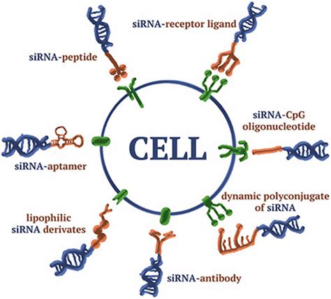 rnai delivery methods - Social Social Social | Social Social Social