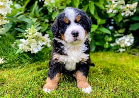 Bernese Mountain Dog Lifespan: How Long Do Bernese Mountain Dogs Live ...