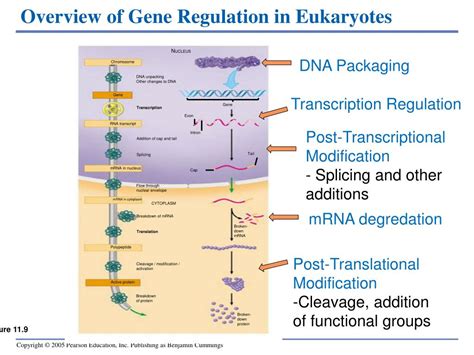 PPT - GENE REGULATION PowerPoint Presentation, free download - ID:5717694