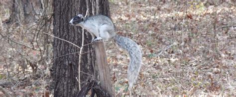 Sherman's Fox Squirrel | Florida State Parks