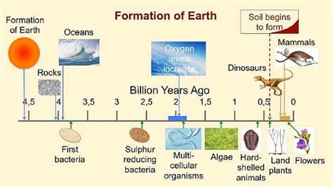 Multicellular - Definition & Examples of Multicellular Organisms