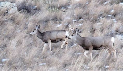 Billionaire brothers buying Montana ranches | State & Regional | ravallirepublic.com