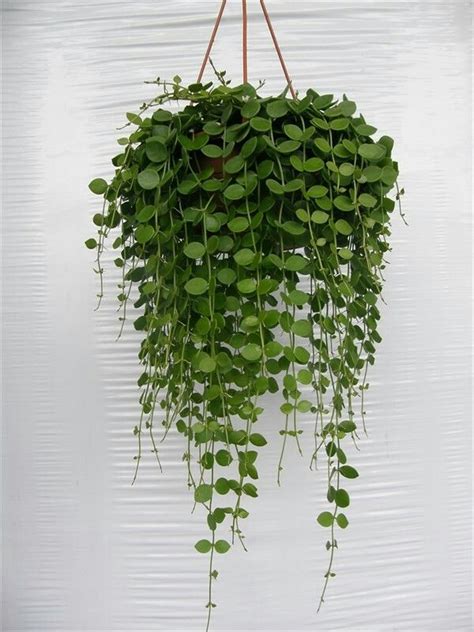 25+ Exceptional Indoor Hanging Plants for You