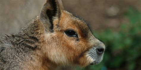 Patagonian mara | Smithsonian's National Zoo