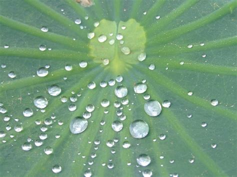 Free Images : drop, dew, flower, petal, green, surface tension, close up, droplets, moisture ...