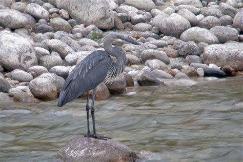 Bhutan Birding Tours - Bhutan Birdwatching Tours - Birdquest