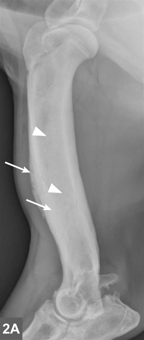 Panosteitis | Clinician's Brief