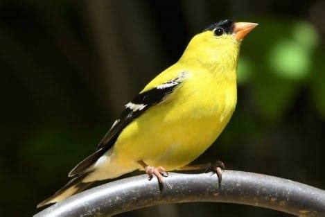 The 10 Most Stunning Yellow Animals - Animals Around The Globe