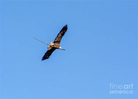 Bald Eagle Nest Building Photograph by Randy J Heath - Fine Art America