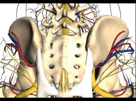 Bone Marrow Anatomy