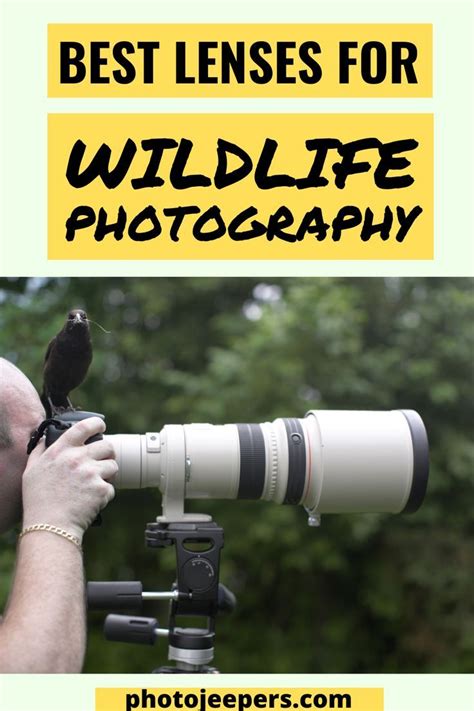 Best Lenses For Wildlife Photography in 2024 | Wildlife photography ...