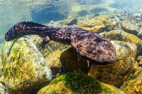 Japanese Giant Salamanders