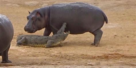 Hippo Bites Lion