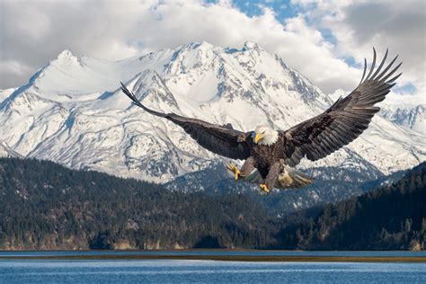 Winner of our November Photo Challenge - "Freeze Frame Wildlife"