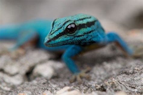 Williamsi Electric Blue Day Geckos for sale Williams blue cave gecko ...