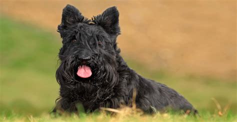 Scottish Terrier Guide (Lifespan, Size & Characteristics)