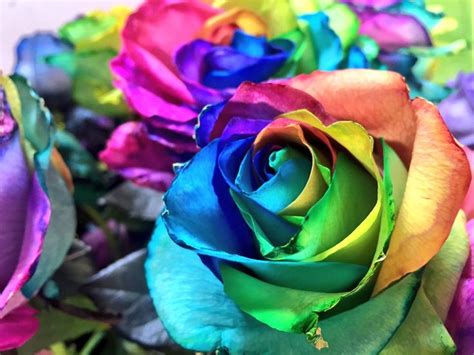 Rainbow Ecuadorian roses | Beautiful roses, Rose, Ecuadorian roses