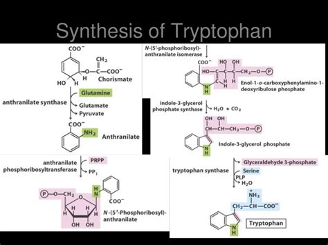 Biosynthesis of amino acids