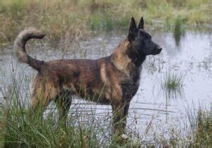 Dutch Shepherd Training : You Can Easily Train This Breed At Home | Try It