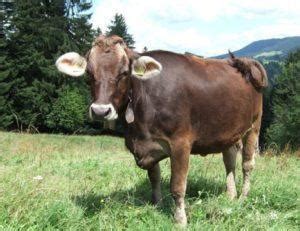 Brown Swiss Cattle Info, Size, Lifespan, Uses, and Pictures